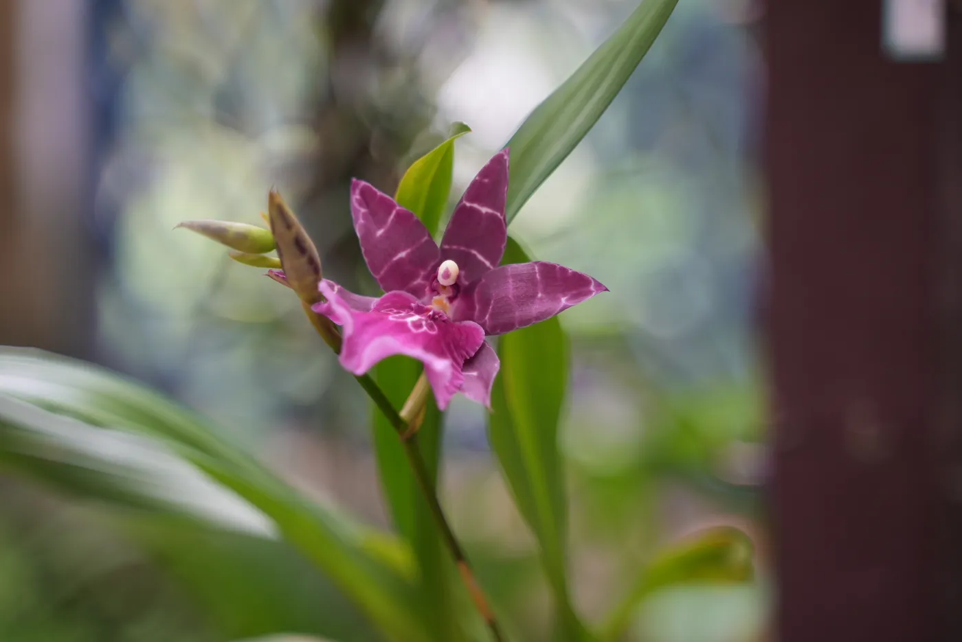Pinke Orchidee im Botanischen Garten
