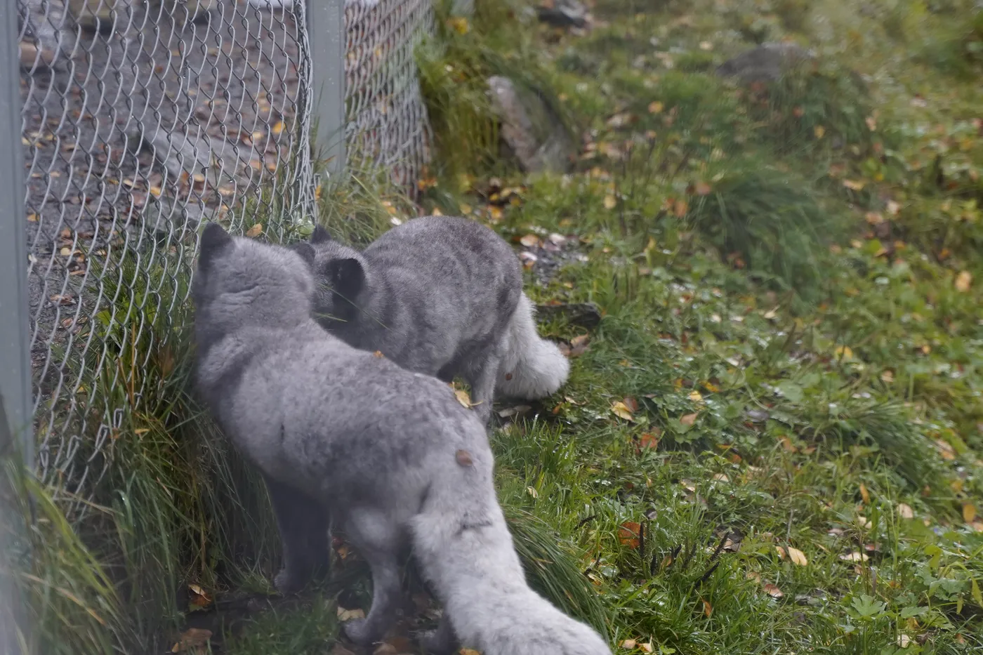 Zwei Polarfüchse im Gras